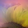 Sunflower - Digital Digital - By Miraychel Stone, Abstract Digital Artist