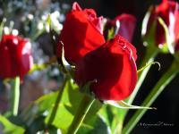 Beautiful Pics - Stone Roses - Digital