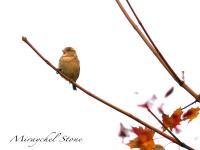 Beautiful Pics - Birdie On A Branch - Digital