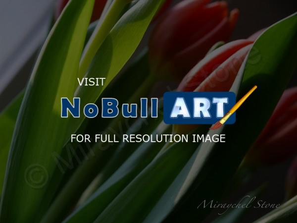 Beautiful Pics - Tulips - Digital