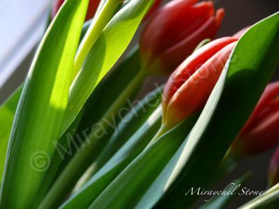 Beautiful Pics - Tulips - Digital