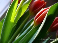 Tulips - Digital Photography - By Miraychel Stone, Nature Photography Artist