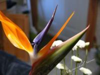 Bird Of Paradise - Digital Photography - By Miraychel Stone, Nature Photography Artist