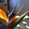 Bird Of Paradise - Digital Photography - By Miraychel Stone, Nature Photography Artist