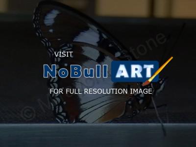 Beautiful Pics - Butterfly - Digital