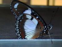 Butterfly - Digital Digital - By Miraychel Stone, Nature Digital Artist