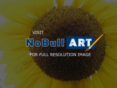 Floral Photography - Sunflower - Digital