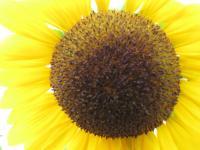 Sunflower - Digital Photography - By Bradford Beauchamp, Nature Photography Artist