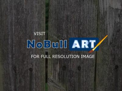 Representational Photography - Weathered Fence - Digital