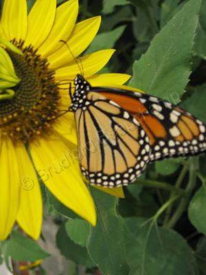 Floral Photography - Monarch - Digital