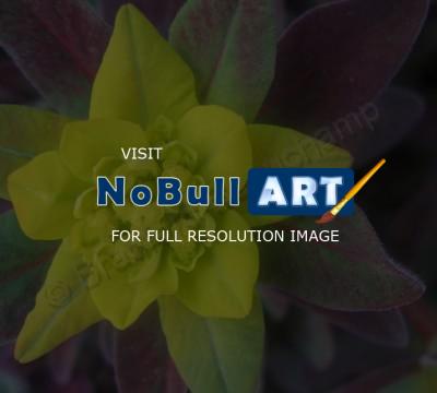 Floral Photography - New Bloom May 2011 No2 - Digital