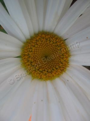 Floral Photography - Daisy - June 2011 - Digital