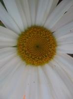 Floral Photography - Daisy - June 2011 - Digital