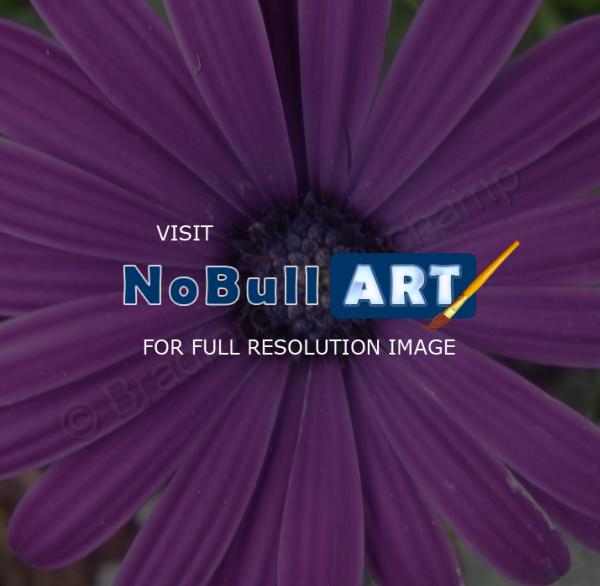 Floral Photography - Lavender - Digital