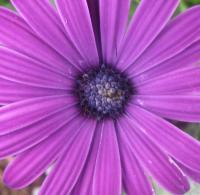 Lavender - Digital Photography - By Bradford Beauchamp, Nature Photography Artist