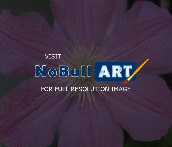 Floral Photography - Tendrils - Digital