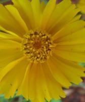 Floral Photography - A Steady Gaze - Digital