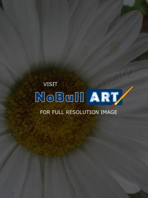 Floral Photography - Daisy 2 - Digital