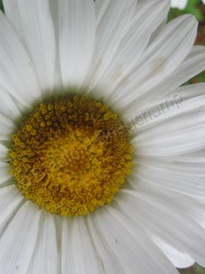 Floral Photography - Daisy 2 - Digital