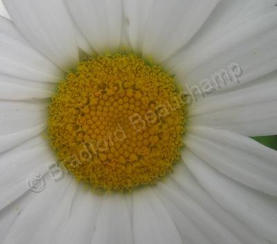 Floral Photography - Daisy 3 - Digital