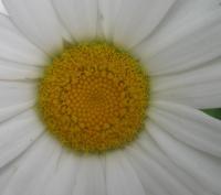 Daisy 3 - Digital Photography - By Bradford Beauchamp, Nature Photography Artist