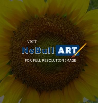 Floral Photography - Sunflower 2 - Digital