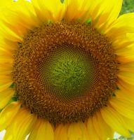 Sunflower 2 - Digital Photography - By Bradford Beauchamp, Nature Photography Artist