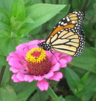 Floral Photography - Monarch 2 - Digital