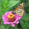 Monarch 2 - Digital Photography - By Bradford Beauchamp, Nature Photography Artist
