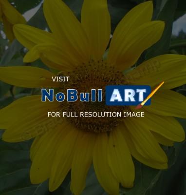 Floral Photography - Sunflower 3 - Digital