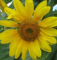 Floral Photography - Sunflower 3 - Digital