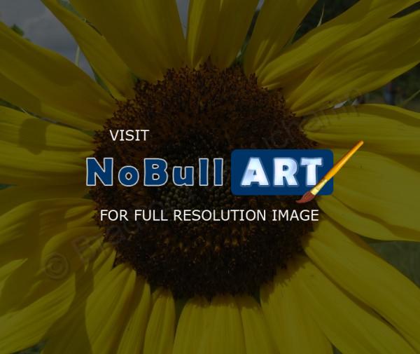 Floral Photography - Sunflower 4 - Digital