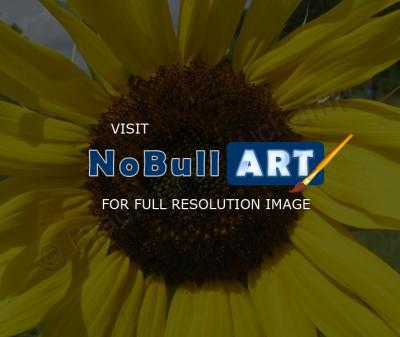 Floral Photography - Sunflower 4 - Digital