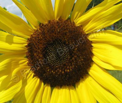 Floral Photography - Sunflower 4 - Digital