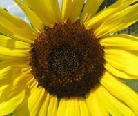 Sunflower 4 - Digital Photography - By Bradford Beauchamp, Nature Photography Artist