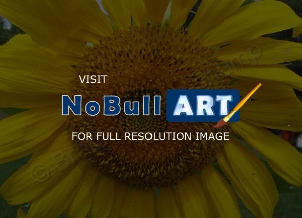 Floral Photography - Sunflower 5 - Digital