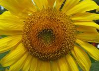 Sunflower 5 - Digital Photography - By Bradford Beauchamp, Nature Photography Artist