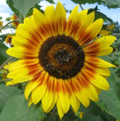 Floral Photography - Sunflower 6 - Digital