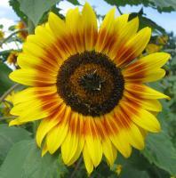 Sunflower 6 - Digital Photography - By Bradford Beauchamp, Nature Photography Artist
