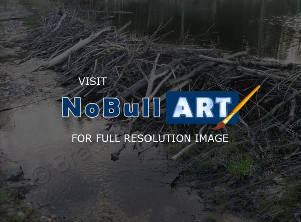 Landscape Photography - Beaver Dam - Hooksett Nh - Digital