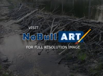 Landscape Photography - Beaver Dam - Hooksett Nh - Digital