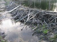 Beaver Dam - Hooksett Nh - Digital Photography - By Bradford Beauchamp, Landscapes Photography Artist