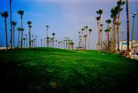 Beach Front Forest - Any Camera Thats Not Digital Photography - By Bebe Bible, Still Beauty Photography Artist