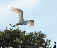 Florida Birds - Bird Takes Flight - Digital