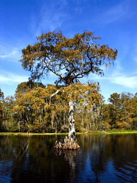 Nature - Cypress Tree - Digital