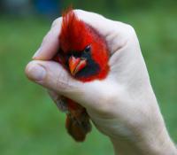 A Bird In Hand - Digital Photography - By Shane Metler, Nature Photography Artist