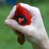 A Bird In Hand - Digital Photography - By Shane Metler, Nature Photography Artist