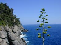 Nature - Cliff Side - Digital