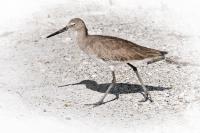 Florida Birds - Sandpiper - Digital