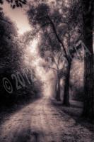 Galvin Lane In Sepia - Digital Photography - By Terrie Galvin, Nature Photography Artist